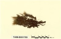 藏品(曲尾苔)的圖片